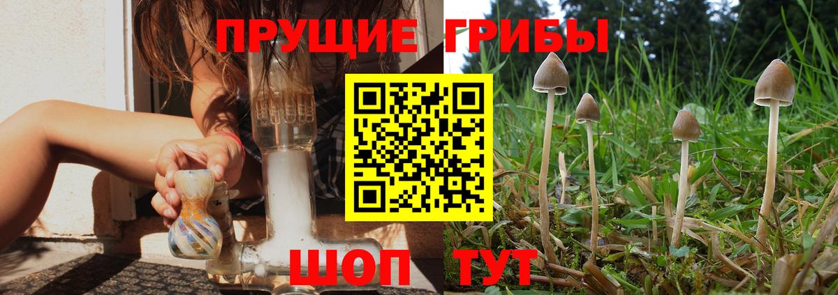 Кашира  Псилоцибиновые грибы Psilocybe  Вход с VPN 